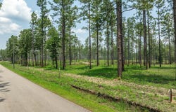 6 Acre Crown Zellerback Rd., Lumberton, MS 39455