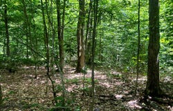Yorkland Rd lot: 8, Annsville, NY 13471
