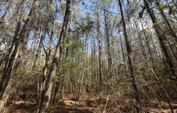 Troy Hwy, Elba, AL 36323