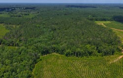 0 Sexton Bridge Road, Luverne, AL 36049