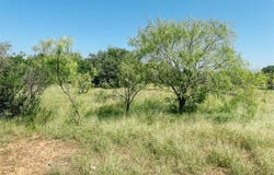Lot 4 Morris Sheppard Drive, Brownwood, TX 76801