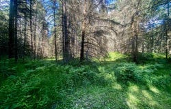 Cedardale 28th Road, Cornell, MI 49818