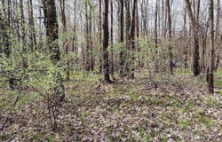 1150 Queensway Drive lot: 460, Lake Isabella, MI 48893