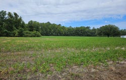 Tbd Alice Myers Lane, Olanta, SC 29114