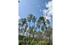 2975 MS-393, Louisville, MS 39339