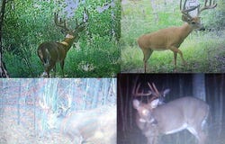 3187 Wightman Rd, Wellsville, NY 14895