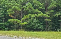 000 BUSBY CHURCH ROAD, Nauvoo, AL 35578