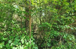 Lot5 Sr 108, Gruetli Laager, TN 37339