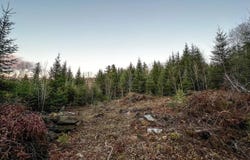 Mill Brook Road lot: 16, Sandy River Plt, ME 04970