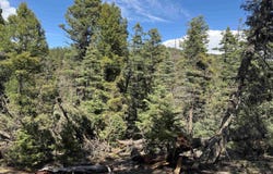 Lot 1662 El Vado Way, Angel Fire, NM 87710