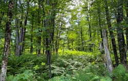 1131 Gregory Rd, Osceola, NY 13316