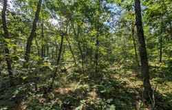 V/L Stark Road, Free Soil, MI 49411