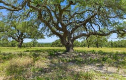 Blanco, TX 78606