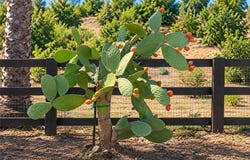 Via Vaquero, Temecula, CA 92590