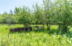 Middle Road, Dexter, NY 13634