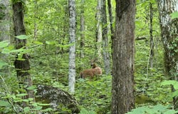 Log Mountain Rd, Washburn, TN 37888