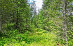 11315 US Highway 2 E, West Glacier, MT 59936