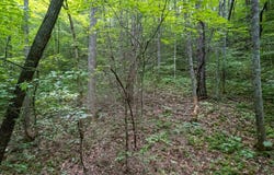 Carousel Lane lot: 12, Sylva, NC 28779