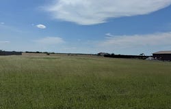 Anaqua, Orange Grove, TX 78003