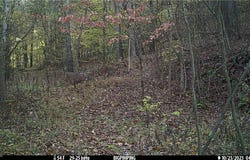 Hazel Run Road, Salineville, OH 43945