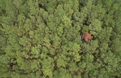 1.43 Acres - W Hemlock St., Andrews, SC 29510