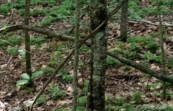 7.67 AC. HOLBERT COVE Road unit: 7.67 Ac., Saluda, NC 28773