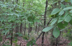 Rural County Road, Red Oak, OK 74563