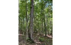 Geeville Road, Dumas, MS 38625