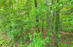 H-2 Gloria Street, Minden, LA 71055
