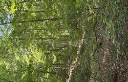 176 ABBEY Court NE, Ranger, GA 30734