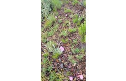 NHN S Soap Fire Essay and Locust Lodes, Melrose, MT 59743