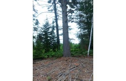 TBD Buckhaven, Newberry, MI 49868