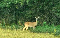 BERRY FARM RD lot: 5, STAUNTON, VA 24401