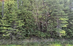 NHN M-68 Highway, Rogers City, MI 49779