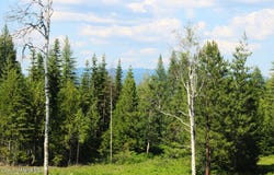 NKA Slippery Slope Trail, Priest River, ID 83856