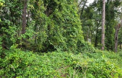 SE 1ST Avenue, Keystone Heights, FL 32656