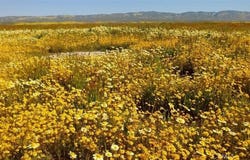 Burbank, California Valley, CA 93453
