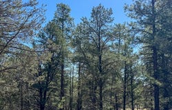 W Elk Drive, Ramah, NM 87321