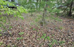 Lot 16 Paradise Drive, South Branch, MI 48761