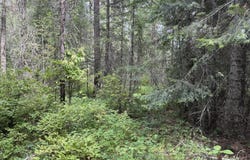 LOT 1 SPRINGDALE-HUNTERS RD, SPRINGDALE, WA 99173