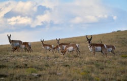 Sheep Mountain Road, Centennial, WY 82055