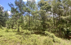 NE Dandelion Street, Madison, FL 32340