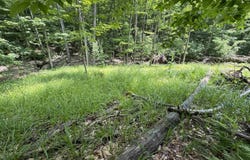Lot #5 E Bellinger Road, Cedar, MI 49621