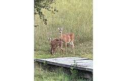 26998 State Highway YY, Marquand, MO 63655