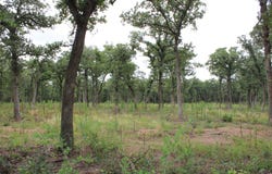 Tokio Loop, West, TX 76691
