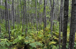 Pinelake PINE LAKE RD, Minocqua, WI 54548