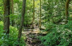 Ellison Ridge Road, Jumping Branch, WV 25969