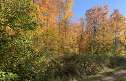 Off FOREST RD 167, Glidden, WI 54527