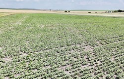 TBD 303 Ave, Presho, SD 57568