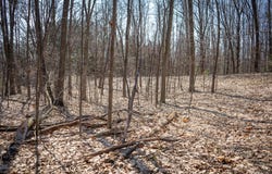 Parcel B S 88th Avenue, New Era, MI 49446